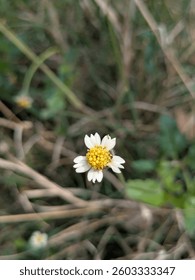 White tiny flower in a field 