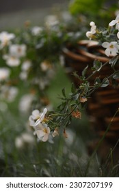 The White Tiny Flowers Magic Of Spring