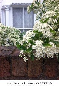 White tiny flowers in a wall