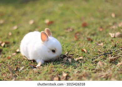 White tiny rabbit play and eat grass in sunshine