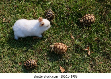 White Tiny Rabbit Surround By Tiny Turtle On Grassland In Sunshine