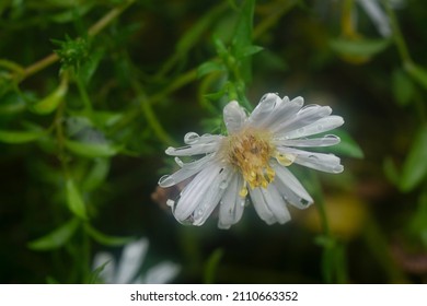 White Tiny Sea Aster Flower.