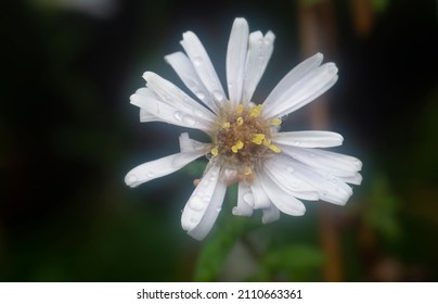 White Tiny Sea Aster Flower.