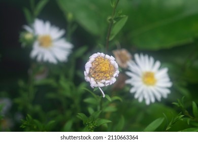 White Tiny Sea Aster Flower.