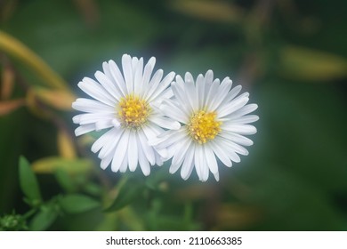 White Tiny Sea Aster Flower.