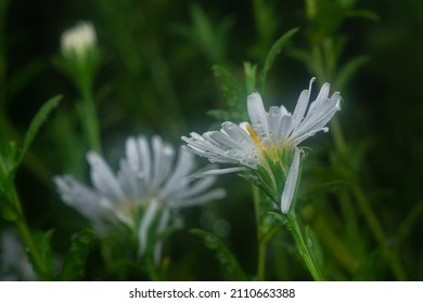 White Tiny Sea Aster Flower.