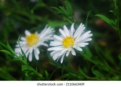 White Tiny Sea Aster Flower.