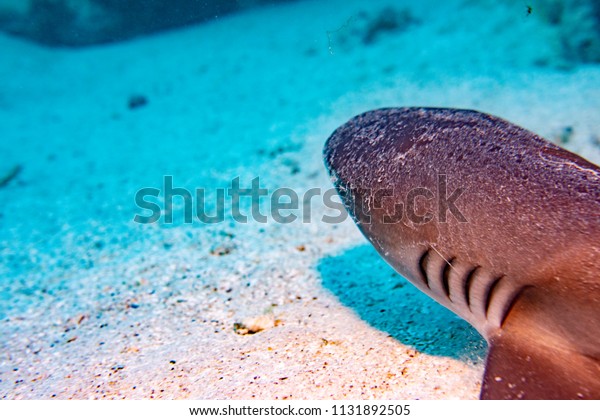 White Tip Reef Shark Eye Jaws Stock Image Download Now