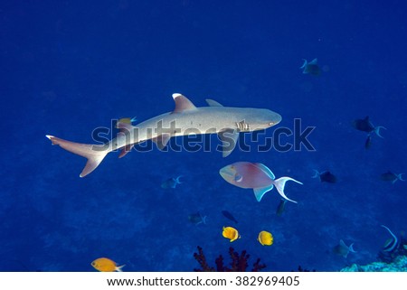 white tip reef shark jaws close up portrait while looking at you while diving in maldives