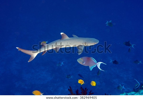 white tip reef shark jaws close up\
portrait while looking at you while diving in\
maldives