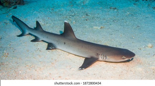 White Tip Reef Shark Lying On The Sandy Ocean Floor In The Maldives