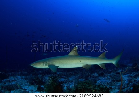 White tip reef shark swimming over the coral reef in clear blue water. Underwater image taken scuba diving in Indonesia.