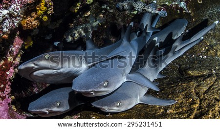 White tip reef sharks
