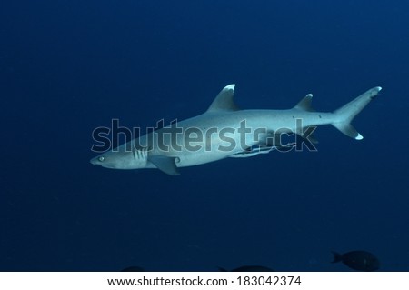White tip shark Maldives