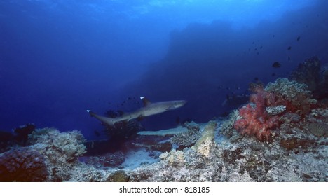 White Tip Shark Off Of Kadavu, Fiji