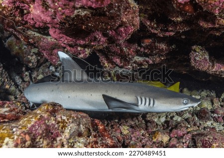 White tip shark wresting in a cave