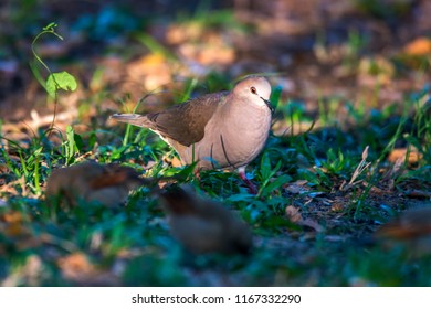 White Tipped Dove Photographed In Corumba, Mato Grosso Do Sul. Pantanal Biome. Picture Made In 2017.