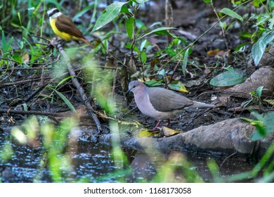 White Tipped Dove Photographed In Corumba, Mato Grosso Do Sul. Pantanal Biome. Picture Made In 2017.