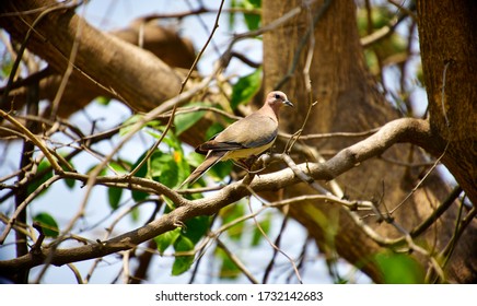 White Tipped Dove Sitting On A Tree Branch.