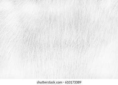 White Tone Texture Horse Fur