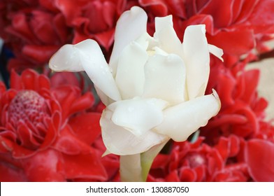 White Torch Ginger Flower Among Red Torch Ginger Flower.