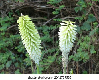 

White Torch Lily (Kniphofia) Ice Queen. Asphodelaceae Family.
