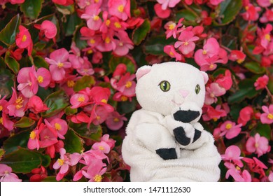 White toy kitten on the pink flowers background.  