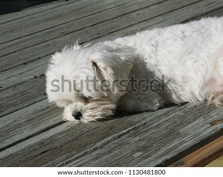 White toy Maltese dog on a wooden porch in the sun