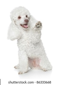 White Toy Poodle gives that a paw on white background