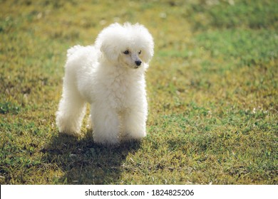 White Toy Poodle On Grass At Sunset