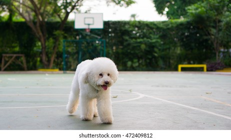 White Toy Poodle In The Park