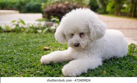 White Toy Poodle In The Park