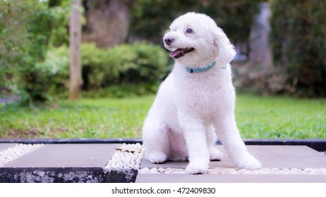 White Toy Poodle In The Park