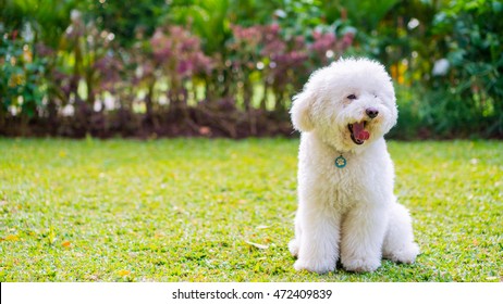white poodle