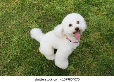 miniature white poodle full grown