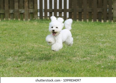 Caniche Blanc Images Stock Photos Vectors Shutterstock