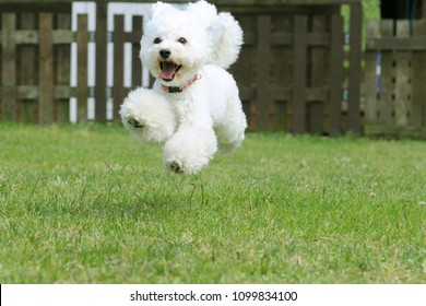 White toy poodle playing in the garden