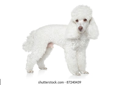 White Toy Poodle Posing On A White Background