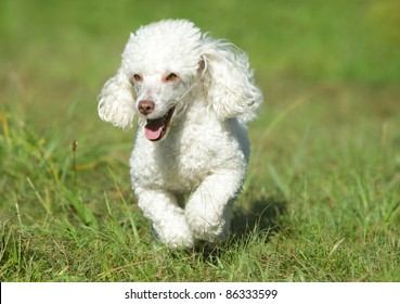 White Toy Poodle Running In Grass