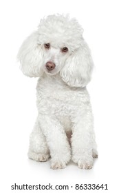 White Poodle Images, Stock Photos 