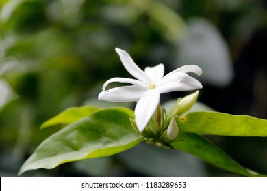 Yellow Confederate Jasmine Images, Stock Photos u0026 Vectors 