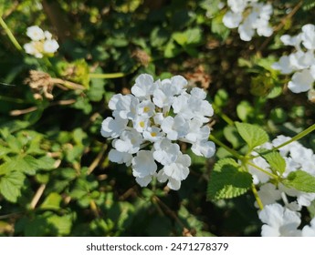White trailing lantana flower blooming in the flower garden. Trailing lantana flowers are wild plants that can be found in bushes  - Powered by Shutterstock