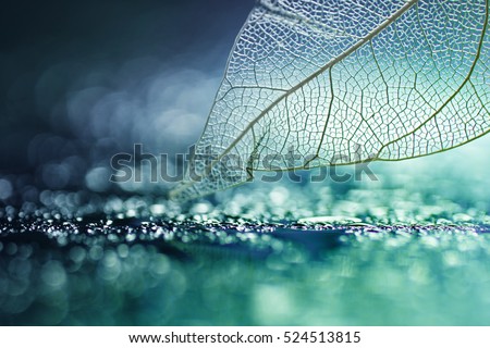 White transparent skeleton leaf with beautiful texture on a turquoise abstract background on glass with shiny water dew drops and circular bokeh close-up macro . Bright expressive artistic image.