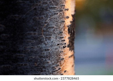 white tree bark at sunset, macro
