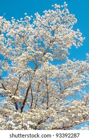 white tree in bloom