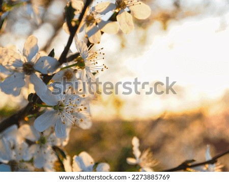 White tree blossom at golden hour