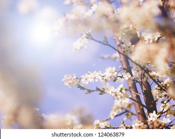 White tree flowers in spring - Shutterstock ID 124063879