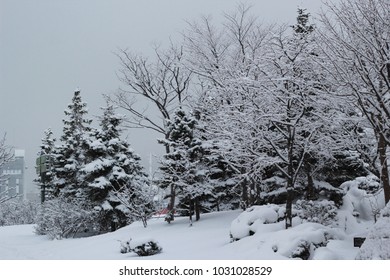 white tree forest