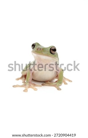 White Tree Frog Isolated on White