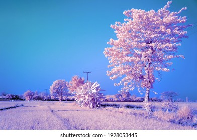 White Tree In The Middle Of Golden Rice Fields With Blue Sky From Near Infrared Style By IR Camera.